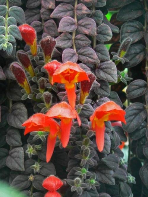 10 ошибок при выращивании колумнеи. 02