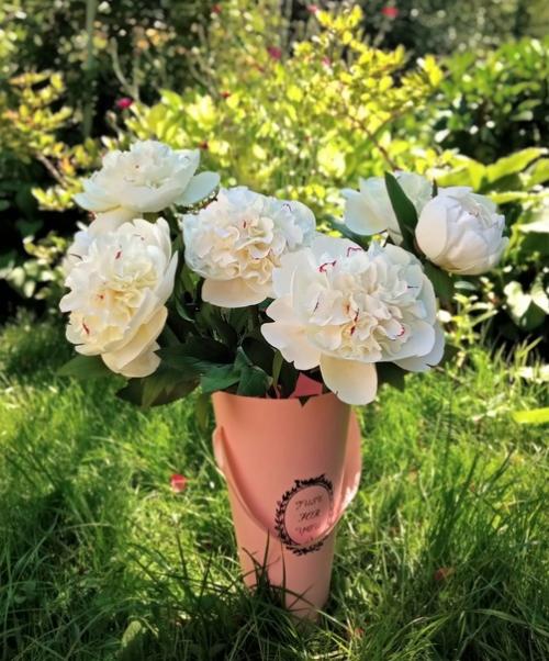 Пионы - символ аристократизма и власти. 02