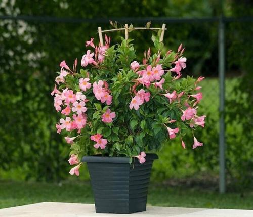 Цветущая лиана дипладения: секреты выращивания и ухода! 07