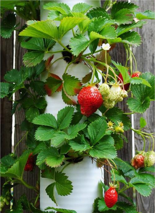 Как сделать вертикальный сад. 07