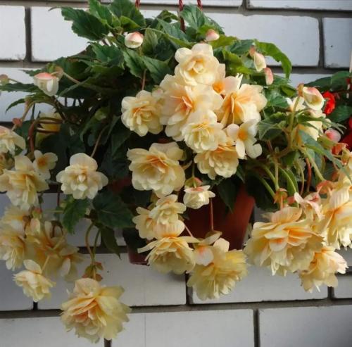 Потрясающее растение - бегонии беллекония. 02