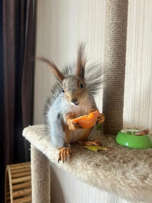 Новосибирцы спасли выпавшего бельчонка и поселили в своей квартире. 07