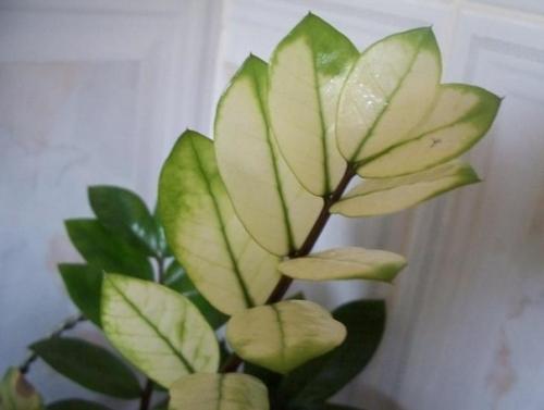 Популярность замиокулькаса у цветоводов объясняется сравнительной неприхотливостью растения. 03