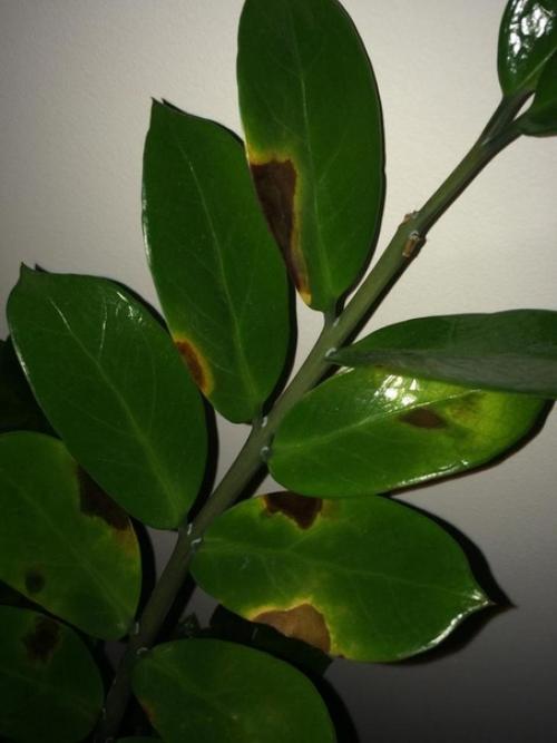 Популярность замиокулькаса у цветоводов объясняется сравнительной неприхотливостью растения. 02