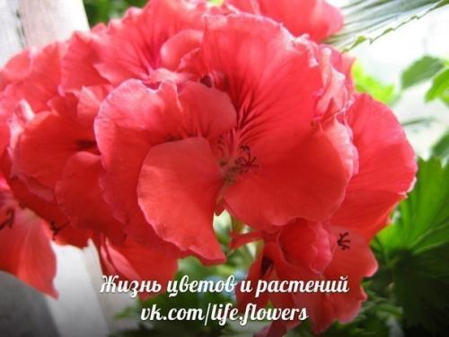 Виды пеларгоний.  Это важно знать. 06