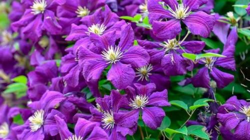 Почему не цветет клематис: причины и способы решения. 03