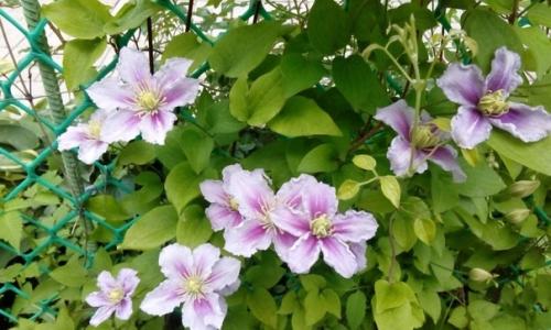 Почему не цветет клематис: причины и способы решения. 02