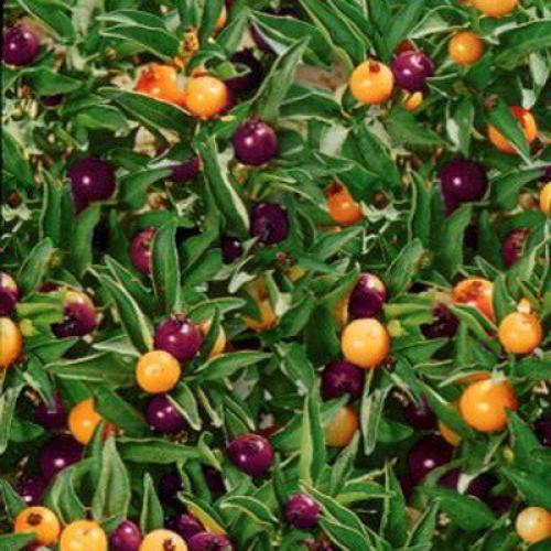 Сорта перцев для выращивания на подоконнике. 06