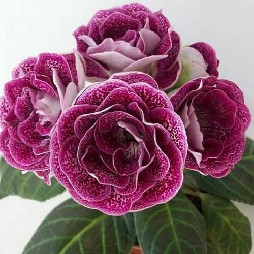 Глоксиния.  Правильный уход. 01