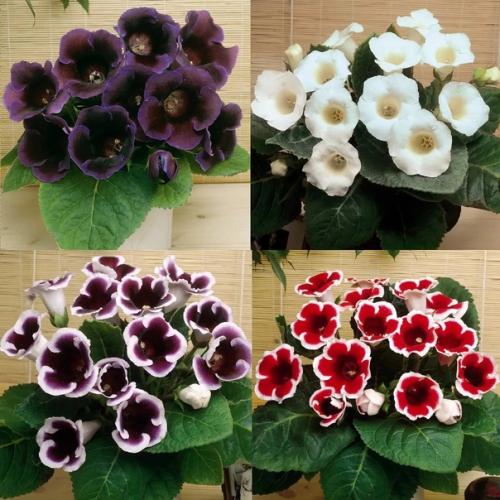 Глоксиния.  Правильный уход. 06