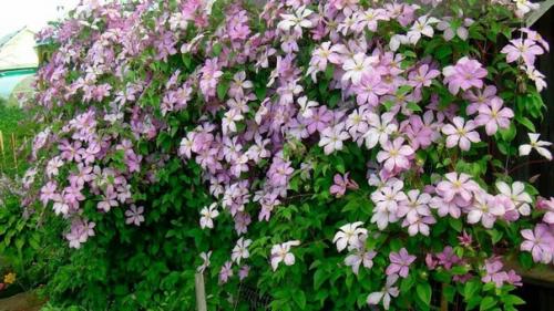 Почему не цветет клематис: причины и способы решения. 01