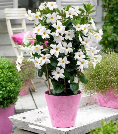 Цветущая лиана дипладения: секреты выращивания и ухода! 05