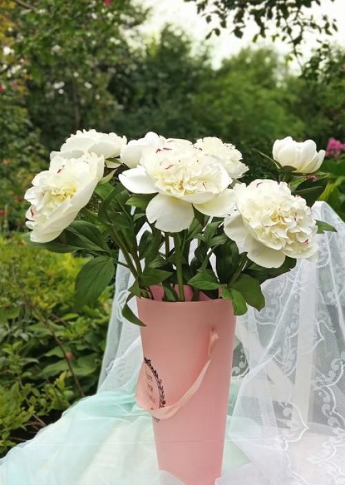 Пионы - символ аристократизма и власти. 01