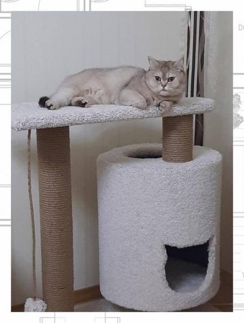 Каждый из нас кто имеет любимого питомца хочет улучшить его жилищные условия. 02