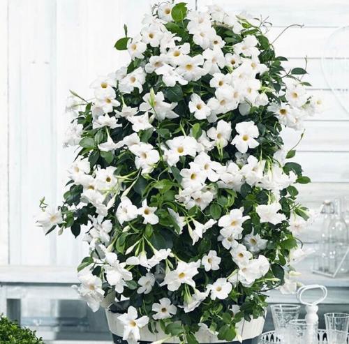 Цветущая лиана дипладения: секреты выращивания и ухода! 01