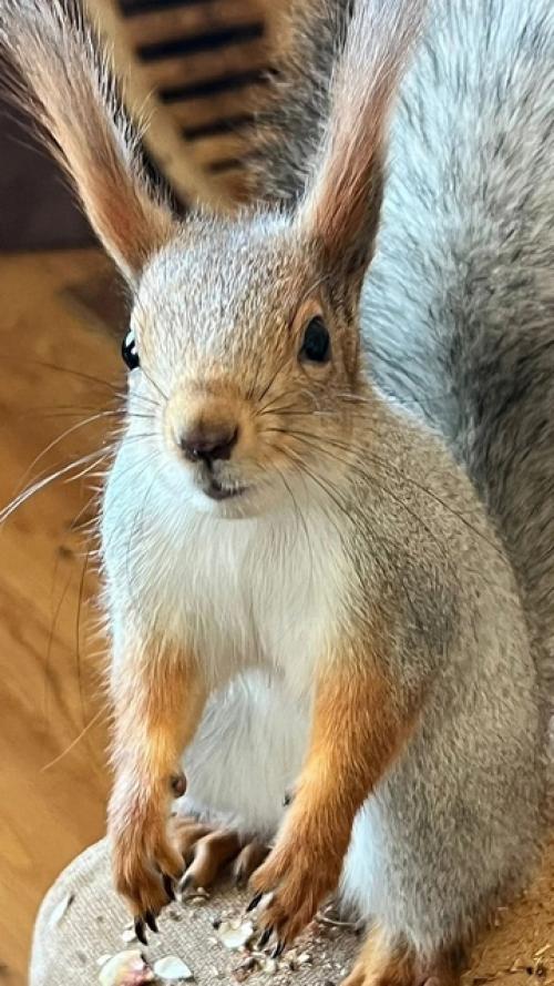 Новосибирцы спасли выпавшего бельчонка и поселили в своей квартире. 05