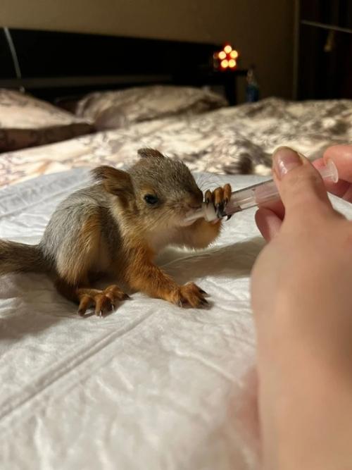 Новосибирцы спасли выпавшего бельчонка и поселили в своей квартире. 02