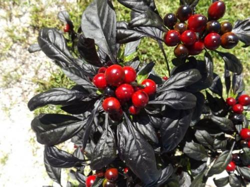 Сорта перцев для выращивания на подоконнике. 02