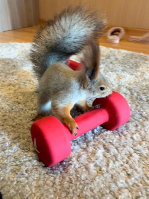 Новосибирцы спасли выпавшего бельчонка и поселили в своей квартире. 03