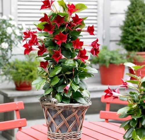 Цветущая лиана дипладения: секреты выращивания и ухода! 03