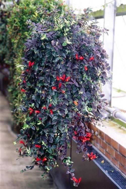 10 ошибок при выращивании колумнеи. 01