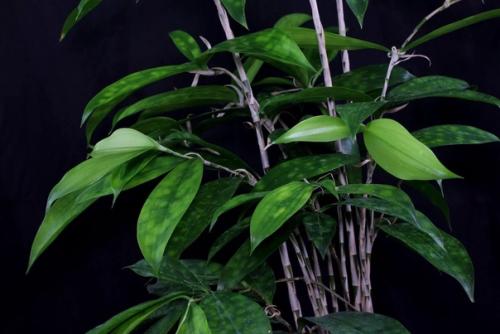 Драцена суркулоза. Dracaena Surculosa. 06