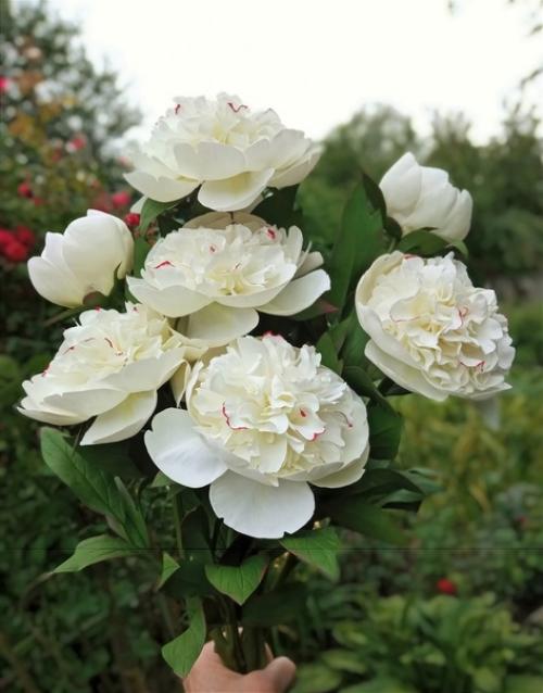 Пионы - символ аристократизма и власти. 05