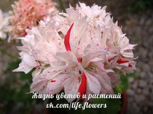 Виды пеларгоний.  Это важно знать. 09