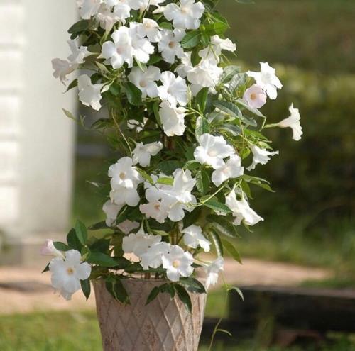 Цветущая лиана дипладения: секреты выращивания и ухода! 04