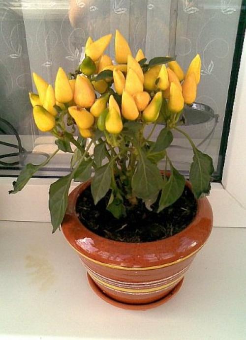 Сорта перцев для выращивания на подоконнике. 03