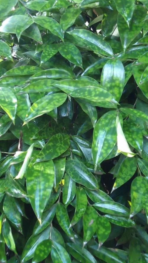 Драцена суркулоза. Dracaena Surculosa. 07