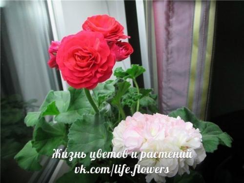 Виды пеларгоний.  Это важно знать. 04