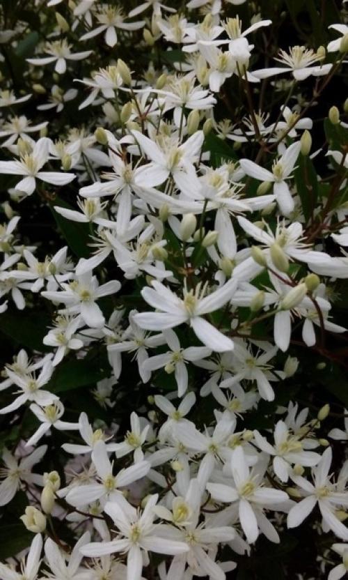 Почему не цветет клематис: причины и способы решения. 04