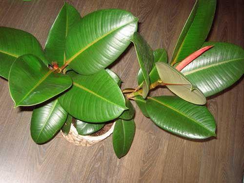 Как правильно обрезать фикус в домашних условиях. 04