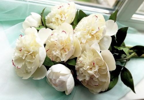 Пионы - символ аристократизма и власти. 06