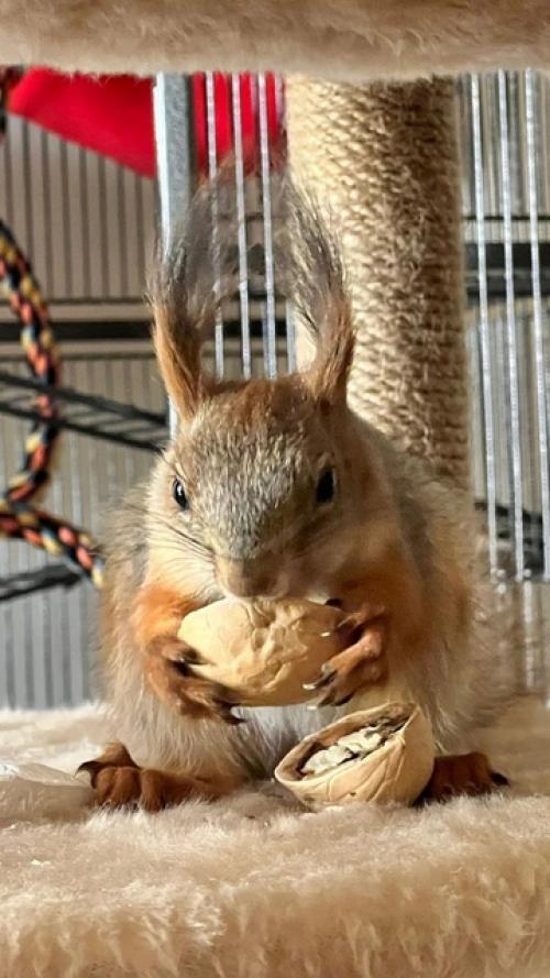 Новосибирцы спасли выпавшего бельчонка и поселили в своей квартире. 06