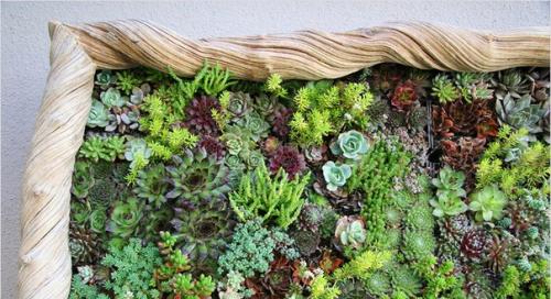 Как сделать вертикальный сад. 06