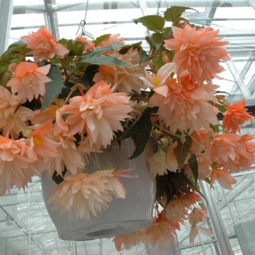 Потрясающее растение - бегонии беллекония. 01