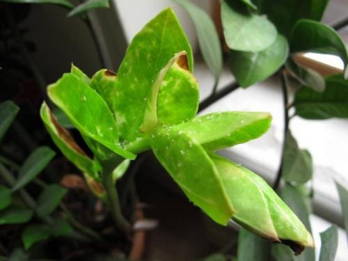 Популярность замиокулькаса у цветоводов объясняется сравнительной неприхотливостью растения. 04