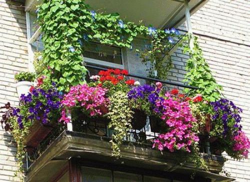 Цветущий балкон.   Превращённый в райский сад балкон - источник радости не только хозяев, но и всех, кто проходит по улице и видит это чудо. 04