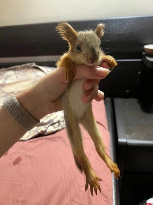 Новосибирцы спасли выпавшего бельчонка и поселили в своей квартире. 01