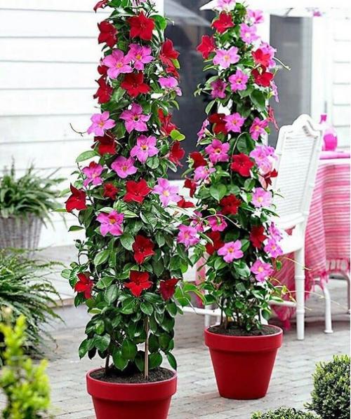 Цветущая лиана дипладения: секреты выращивания и ухода! 06