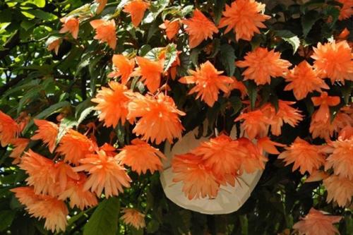 Потрясающее растение - бегонии беллекония. 03