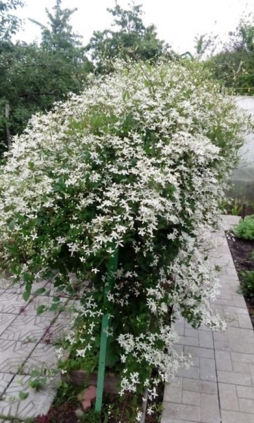 Почему не цветет клематис: причины и способы решения. 05