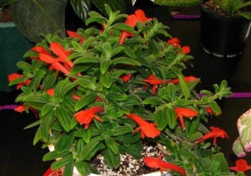 10 ошибок при выращивании колумнеи. 03