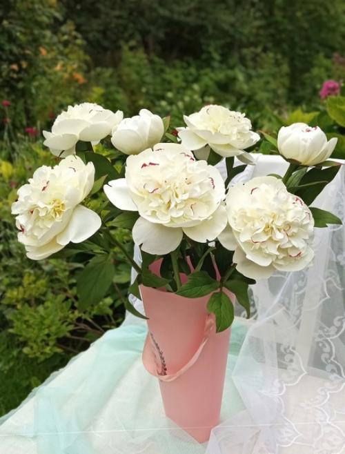 Пионы - символ аристократизма и власти. 04