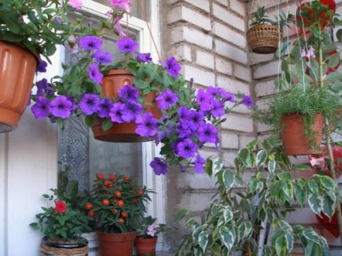 Цветущий балкон.   Превращённый в райский сад балкон - источник радости не только хозяев, но и всех, кто проходит по улице и видит это чудо.