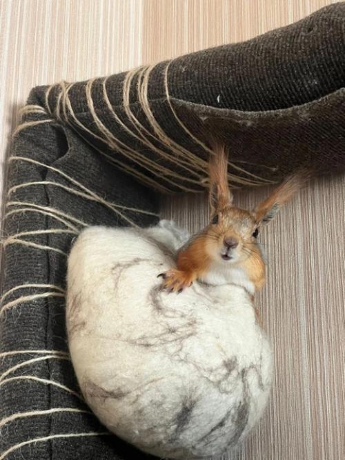 Новосибирцы спасли выпавшего бельчонка и поселили в своей квартире. 04
