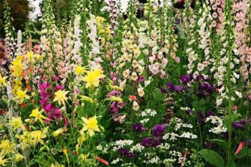 Наперстянка. Цветочнаясемья садовые. 01