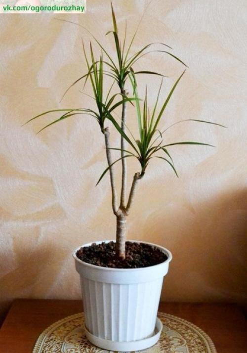 Как обновить драцену? 03 Как обновить драцену? 03